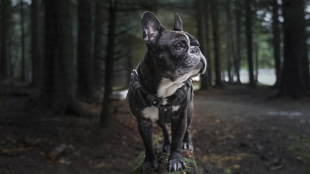 Bulldog francés