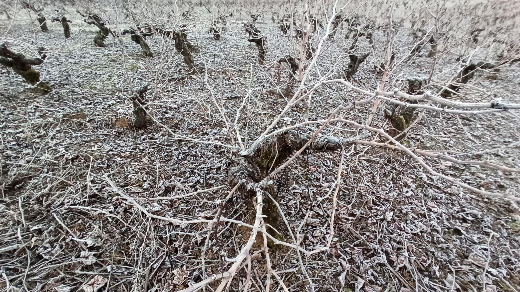 Intensa helada en el Bierzo