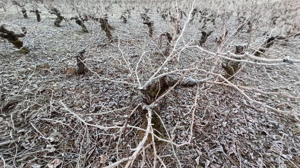 Intensa helada en el Bierzo