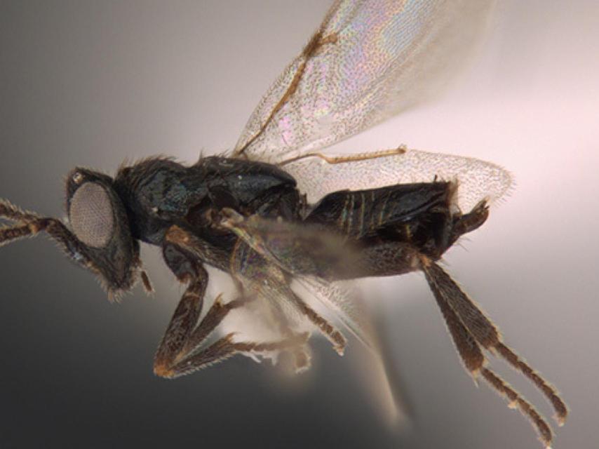 La mosca del olivo y su efecto por el abandono del campo