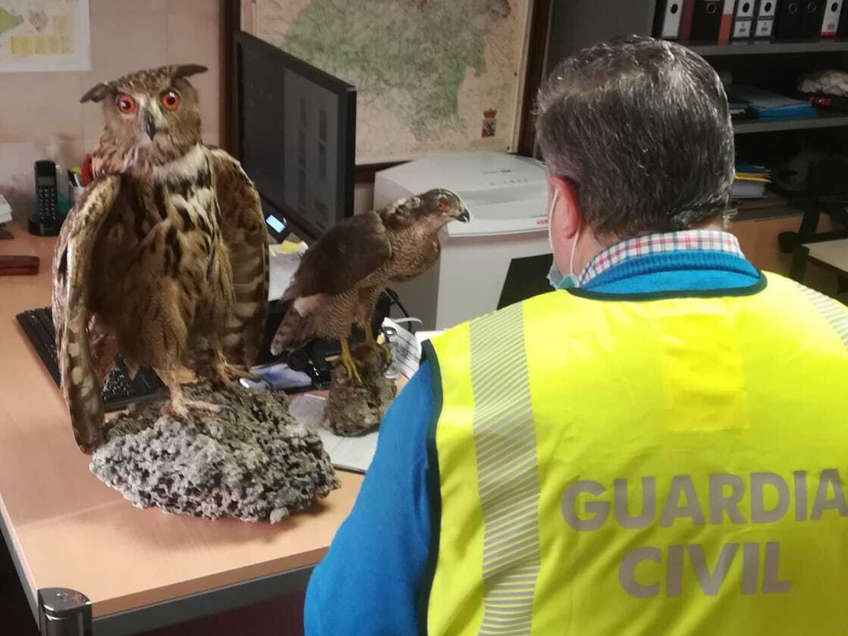 Imagen de las aves facilitadas por la Guardia Civil de Soria