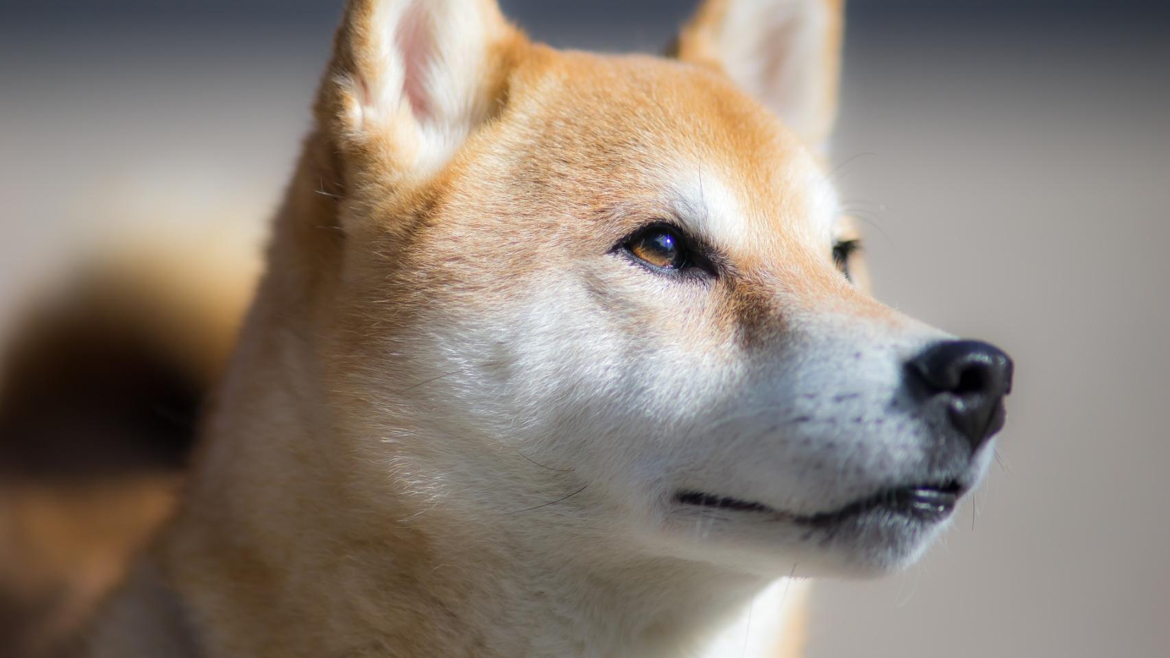 ¿Cuáles son las razas de perros de moda?