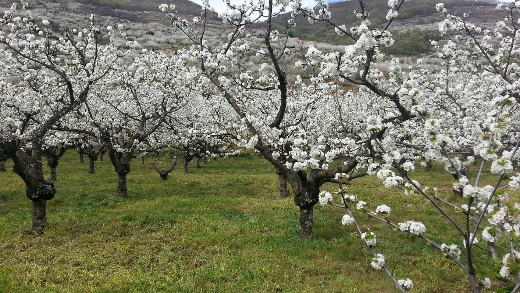 Cerezos en el Valle del Jerte.