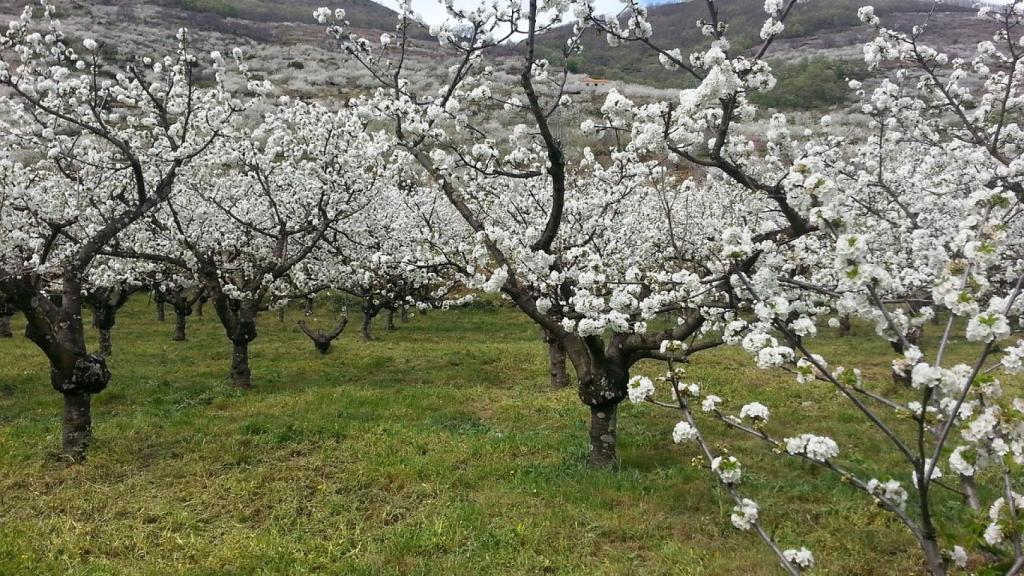 Cerezos en el Valle del Jerte.