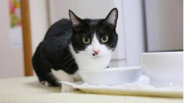 Un gato sorprendido.