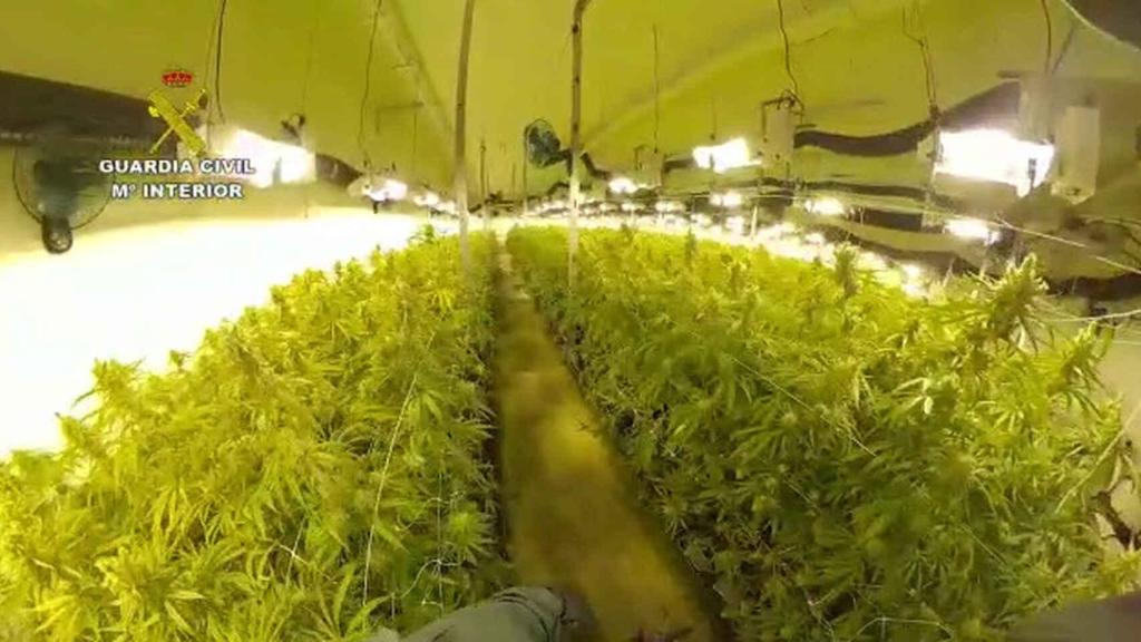 Imagen de archivo de una operación policial de la Guardia Civil para incautar una plantación de marihuana.