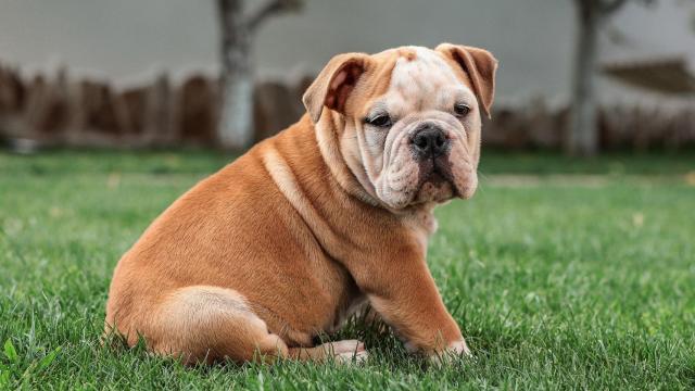10 razas de perros que nacieron en Inglaterra y no lo sabías