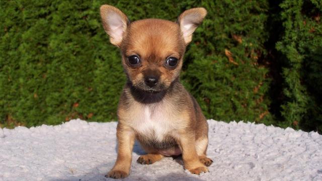 ¿Cuál es el origen de la palabra chihuahua?