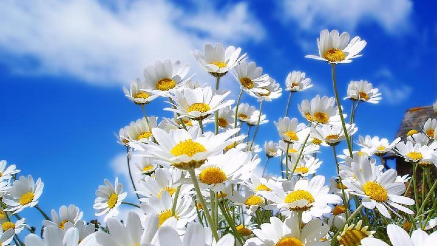 Las flores más bonitas de España enviadas por los lectores