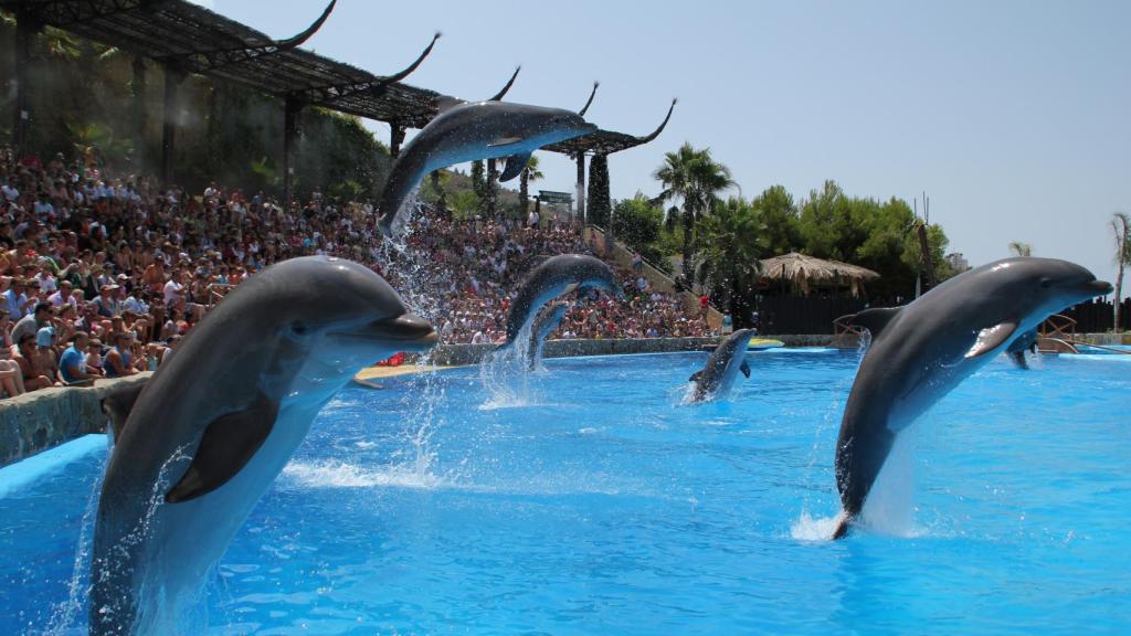 Vuelve la temporada alta de parques temáticos a Benidorm: Mundomar abre sus puertas el 9 de abril.