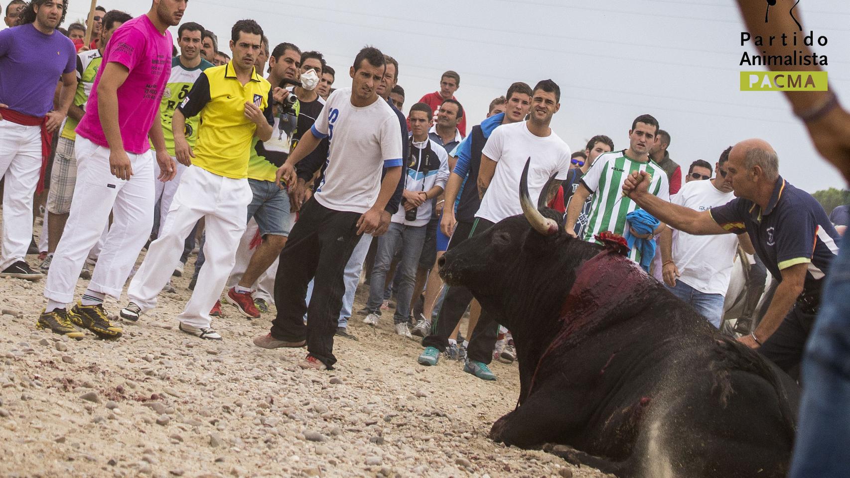 PACMA carga el Torneo del Toro de la Vega y sostiene su presunta ilegalidad desde el año 2013