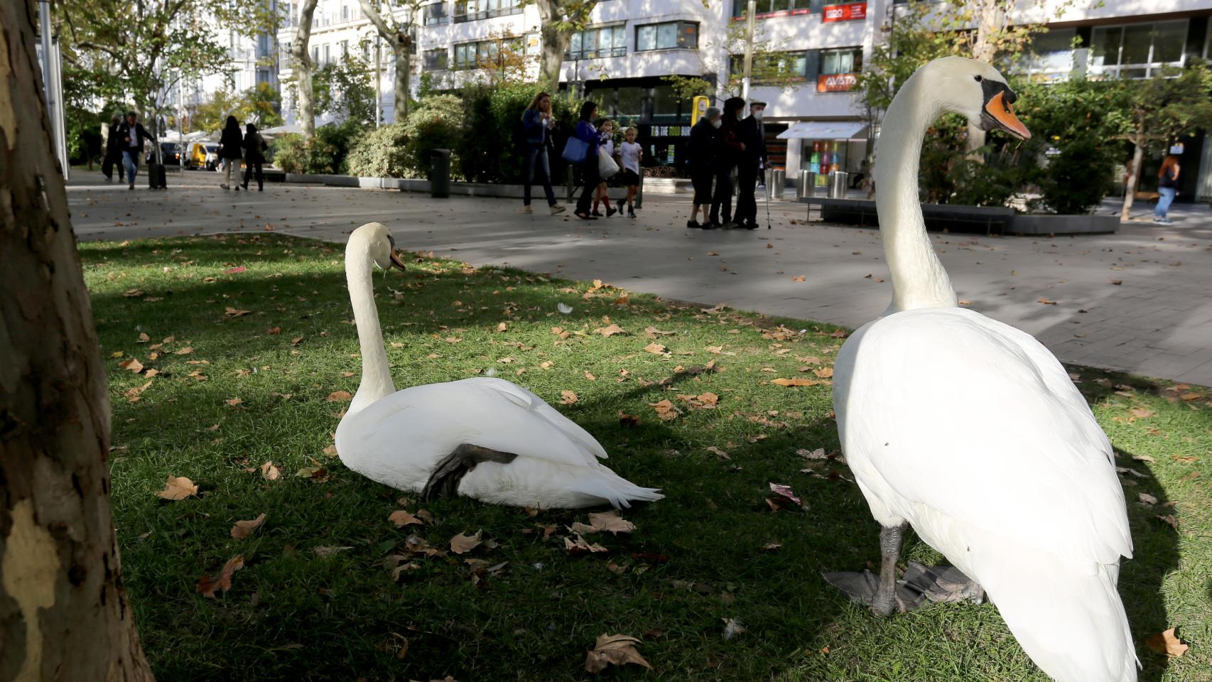 Dos cisnes del Campo Grande descansan en el paseo de Recoletos