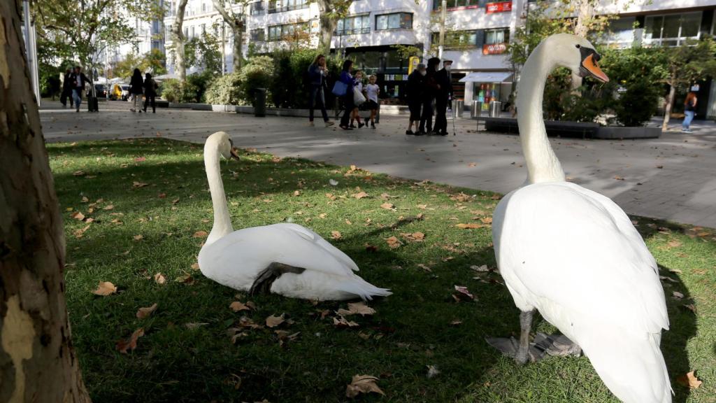 Dos cisnes del Campo Grande descansan en el paseo de Recoletos
