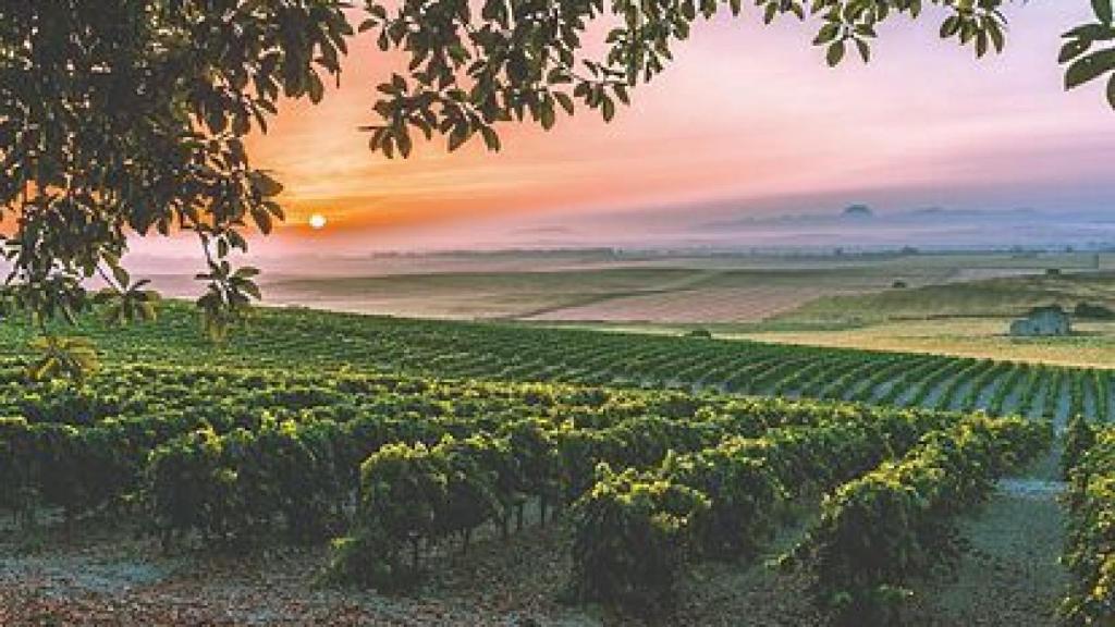 Viñedos de la DO Marco de Vinos de Jerez.