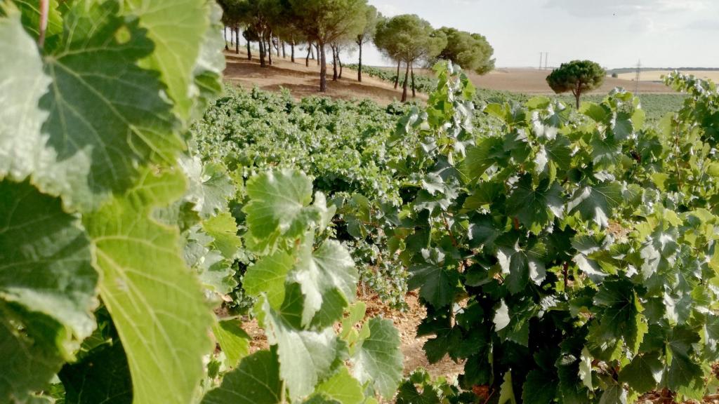 Viñedo de la Ruta del Vino de Rueda.