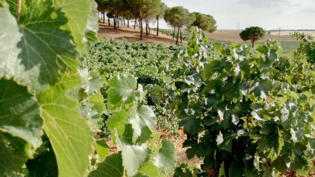 Viñedo de la Ruta del Vino de Rueda.