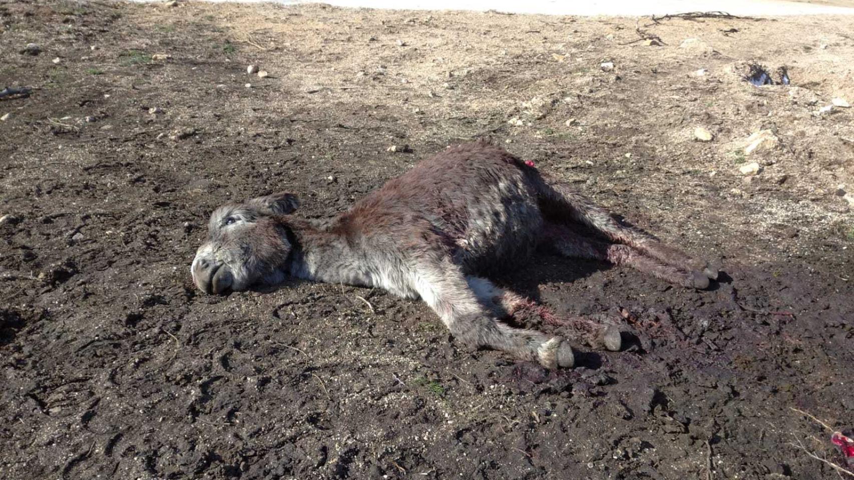 Ataque del lobo en la sierra de Gredos