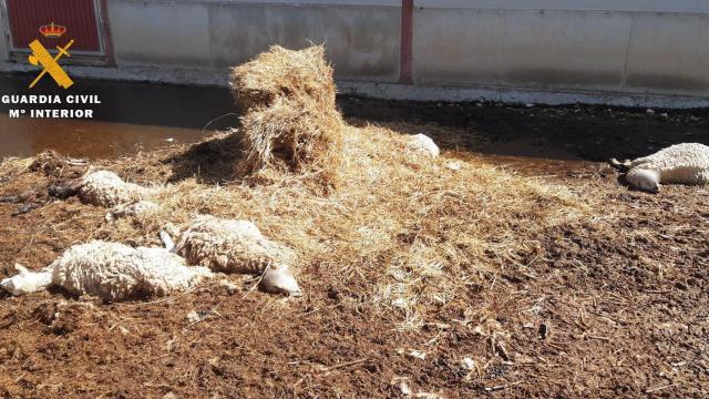 Detenido en Albacete por la muerte de al menos 285 animales