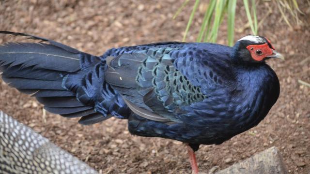Una imagen del animal en el zoológico.
