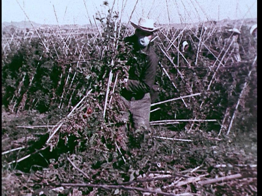 Imagen de unas tomateras, que hubo que arrancar, afectadas por el plutonio,