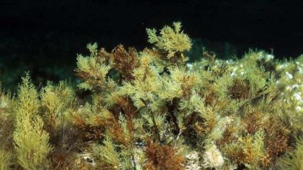 Especie de alga parda en el Mediterráneo, en imagen de archivo.