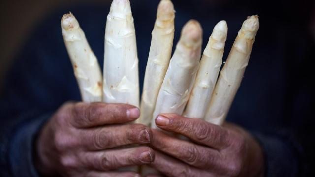 ¿Cómo cocinar los espárragos blancos de Navarra?