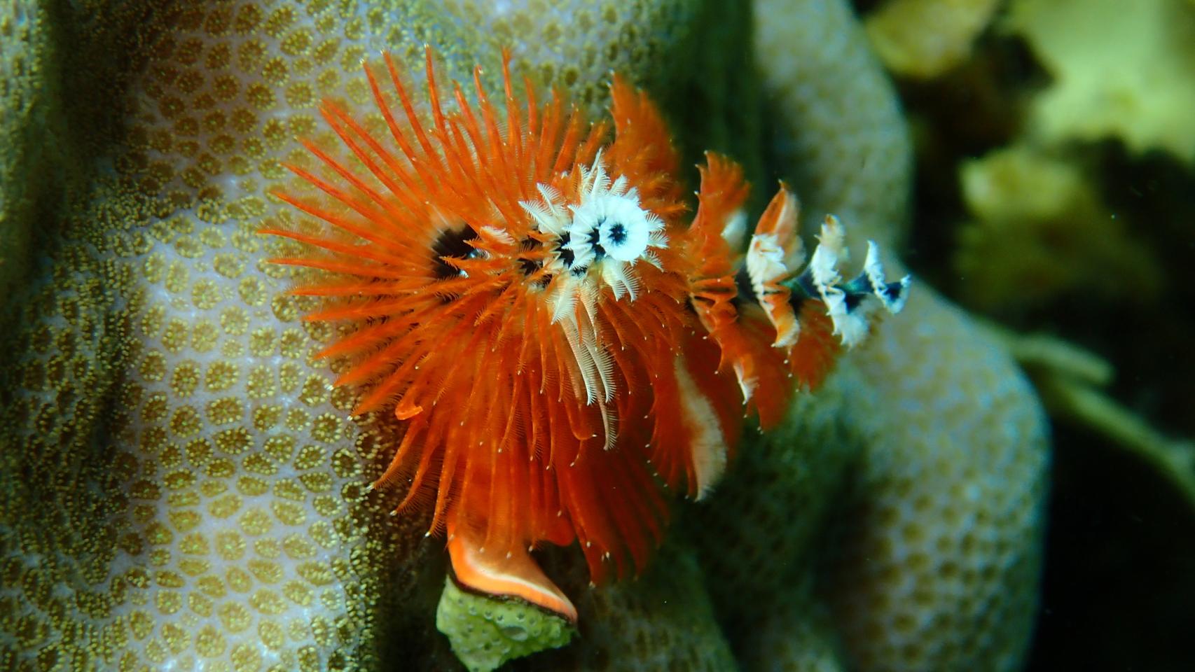 El naranja de la fotógrafa del mar (I)