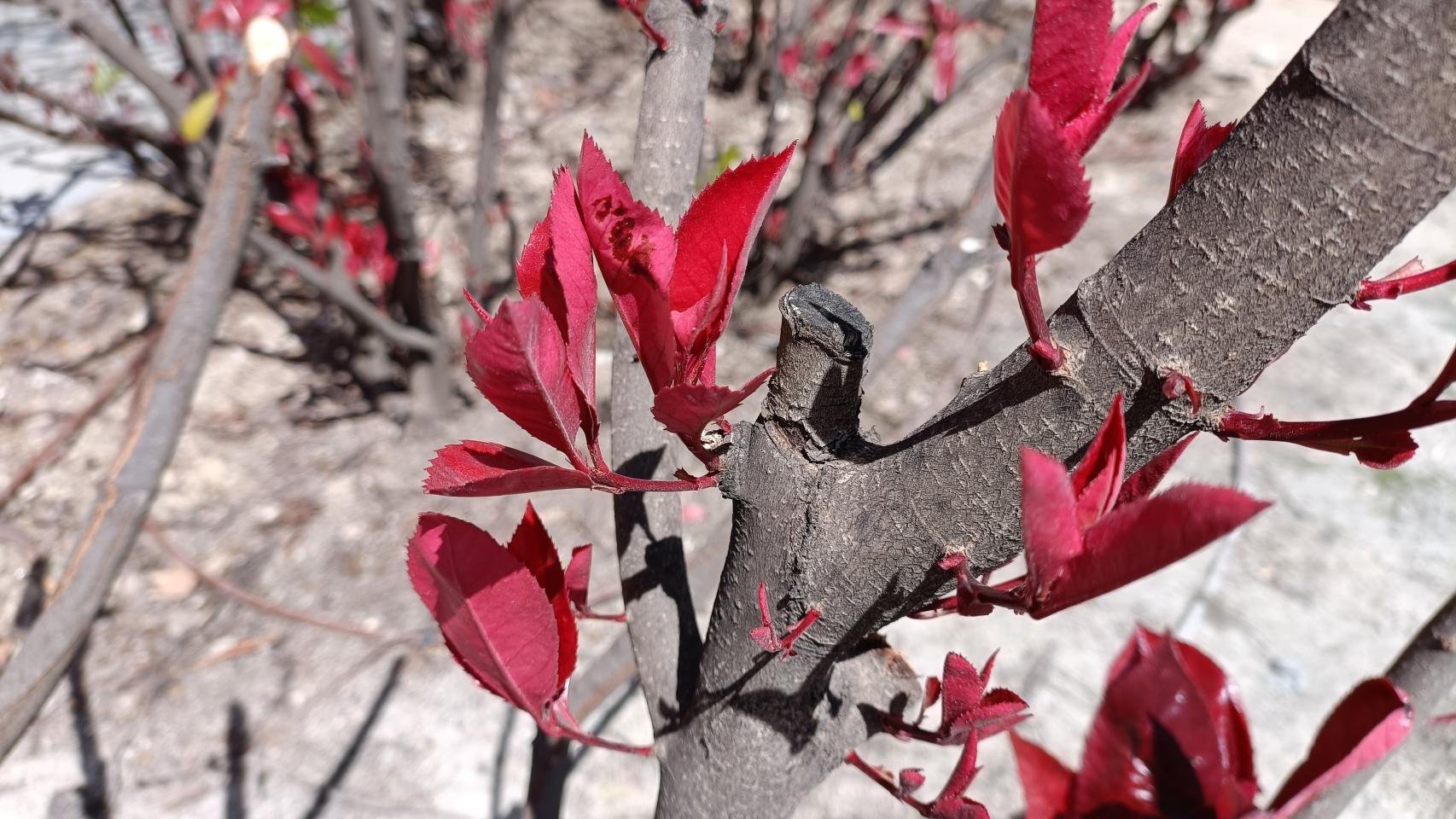 Fotografías tomadas con el OPPO Find X5 Lite