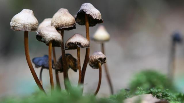 La psilocibina está presente en algunos hongos.
