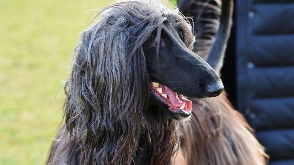 Galgo afgano