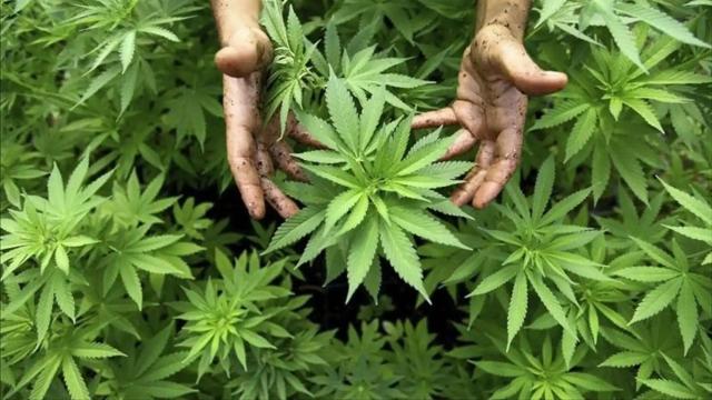 Dos años de prisión para miembros de un club cannábico de Alicante por usarlo para vender droga.