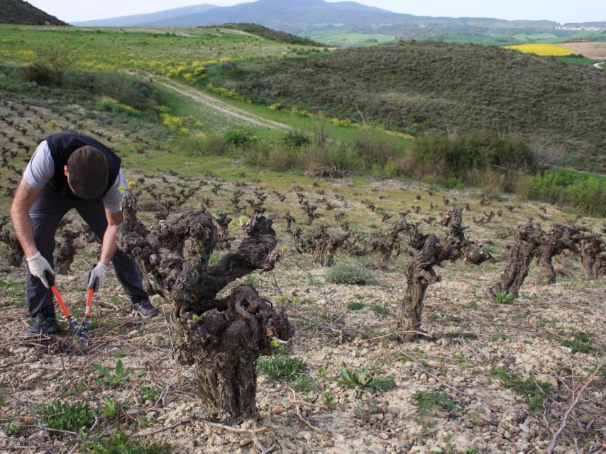 La viticultura se realiza de manera completamente natural
