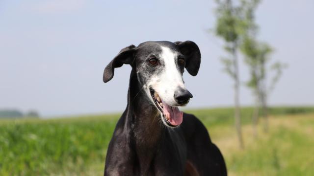 10 tipos de galgos diferentes que te van a sorprender