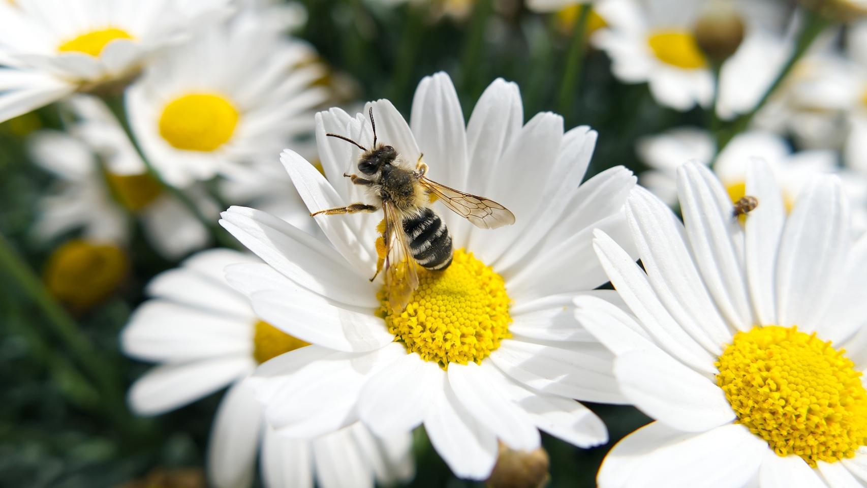¿Qué hacer cuando a mi perro lo pica un insecto?