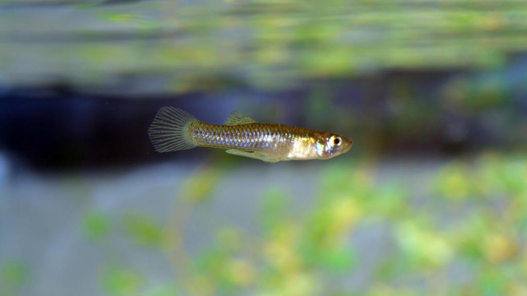 Gambusia