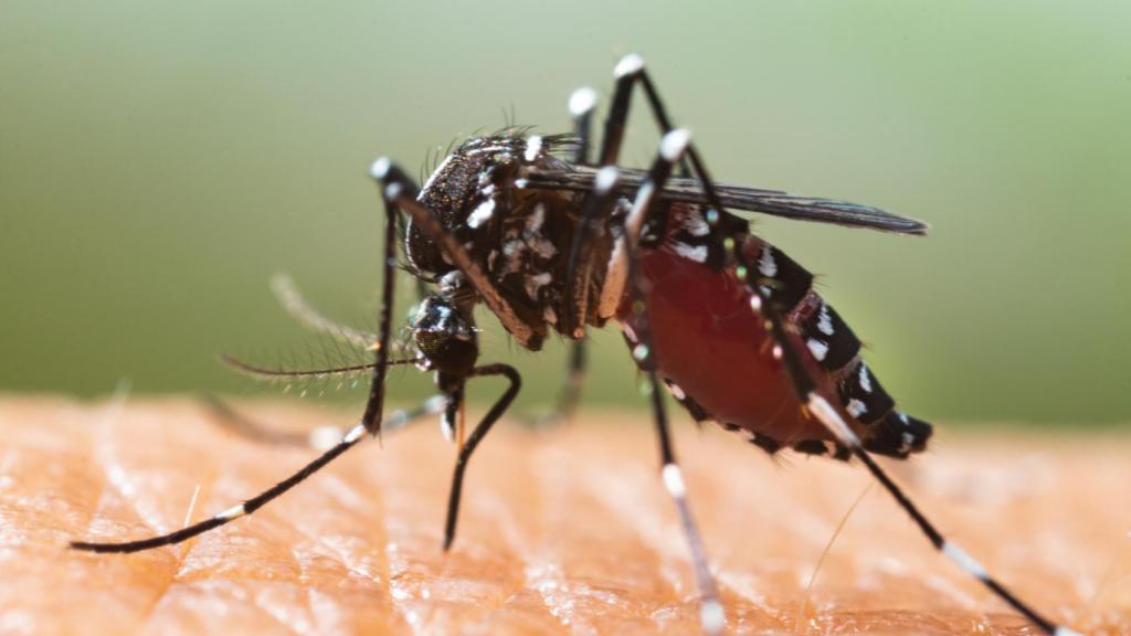 Mosquito tigre