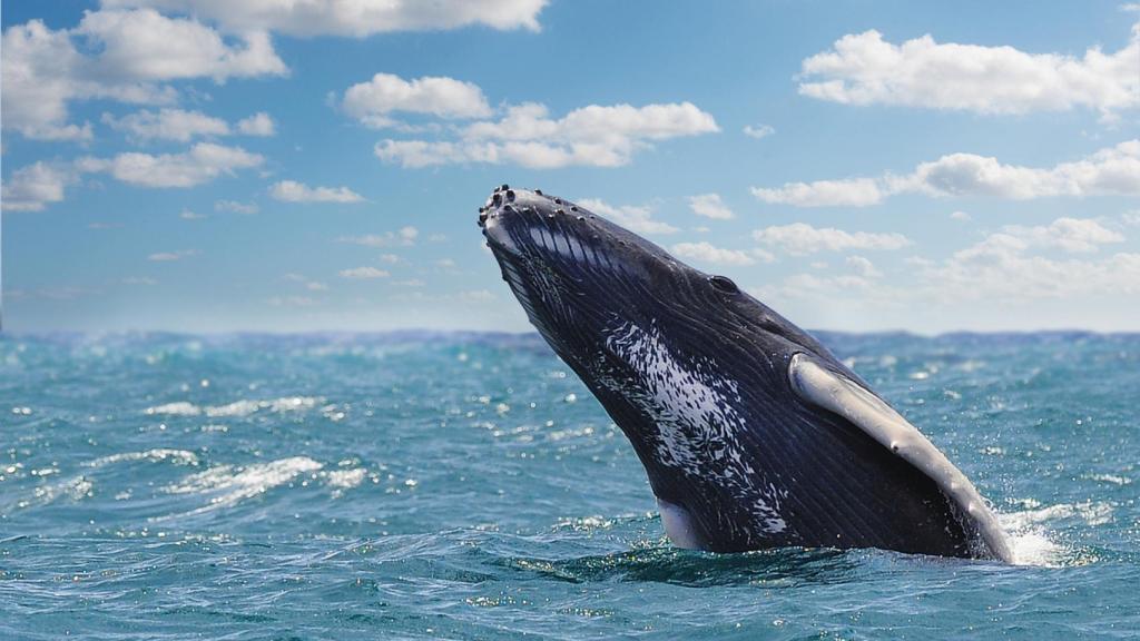 Las ballenas, las grandes aliadas para combatir el cambio climático