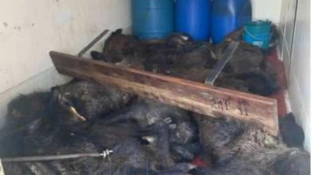 PACMA será acusación popular en el caso de los 16 jabalíes muertos encontrados en una furgoneta en Valladolid