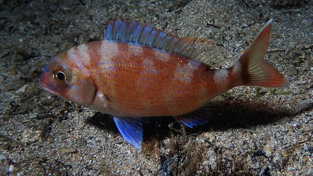 Pargo.