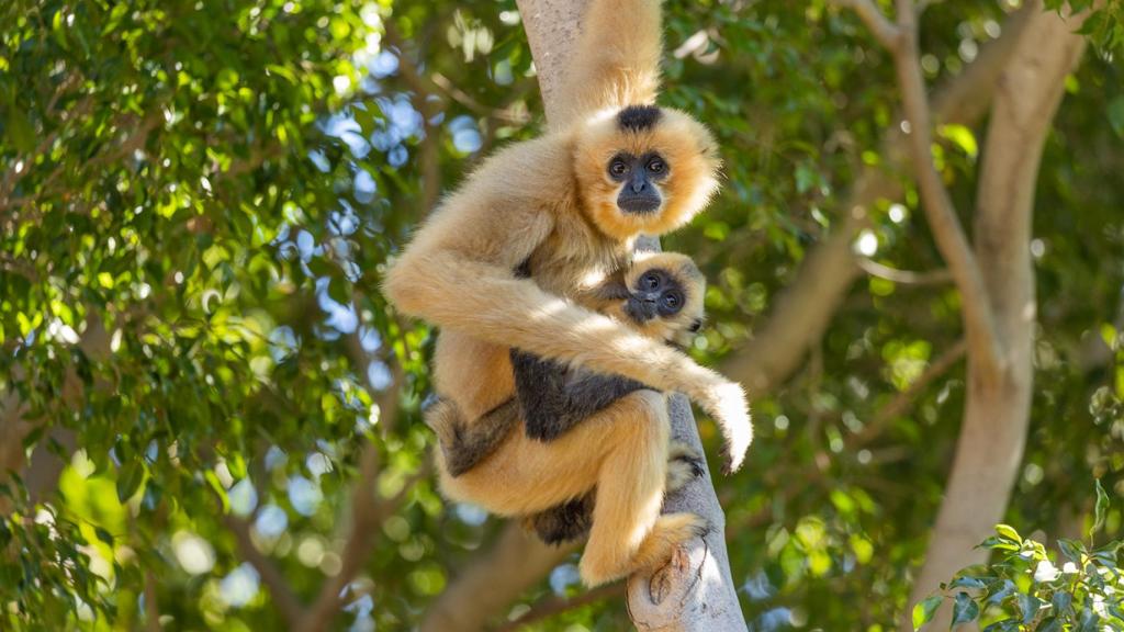 Bioparc Fuengirola.