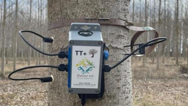 Sensorización de una parcela de chopos en la provincia de León.