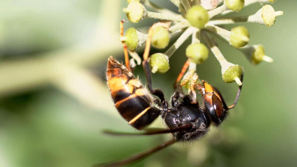 Una avispa asiática.