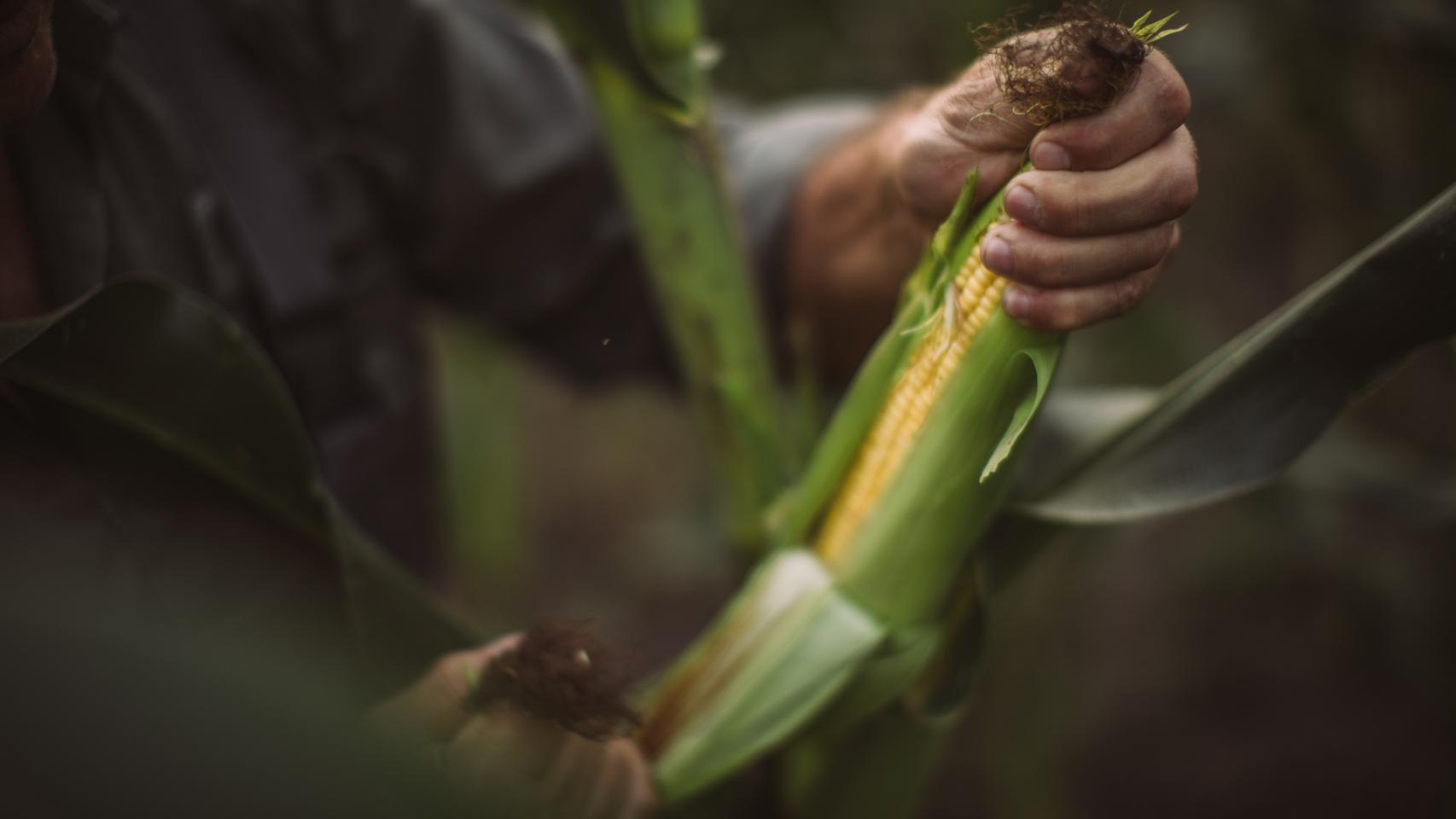 El 40% del maíz que se consume en España proviene de Ucrania.