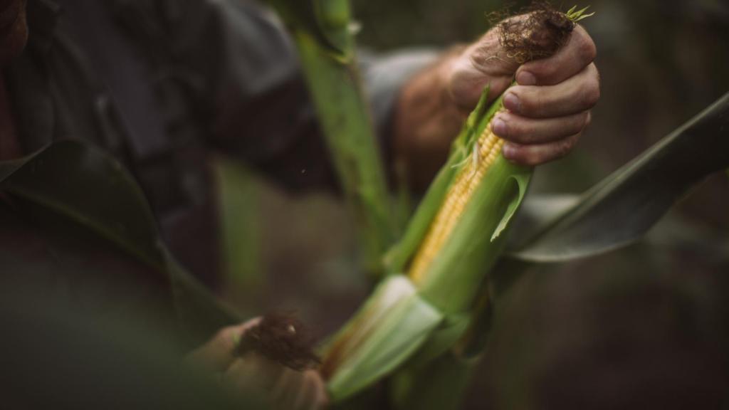 El 40% del maíz que se consume en España proviene de Ucrania.