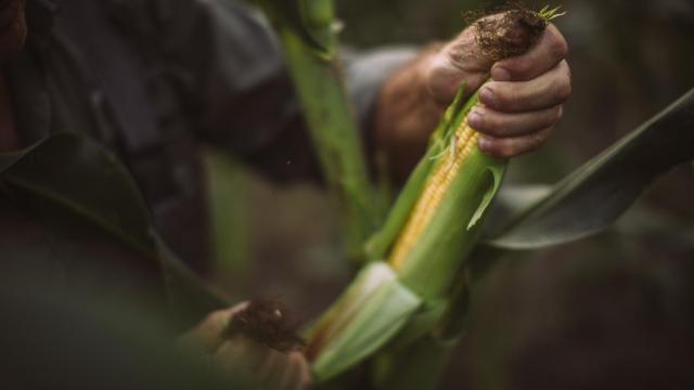 El 40% del maíz que se consume en España proviene de Ucrania.
