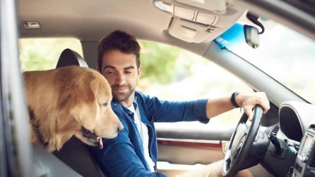Mascotas en un coche