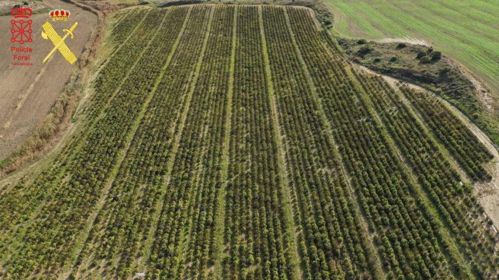 Una de las plantaciones de cáñamo de Navarra.