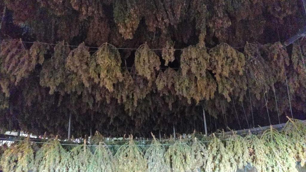 Una parte de las plantas en la nave de secado de Artajona.