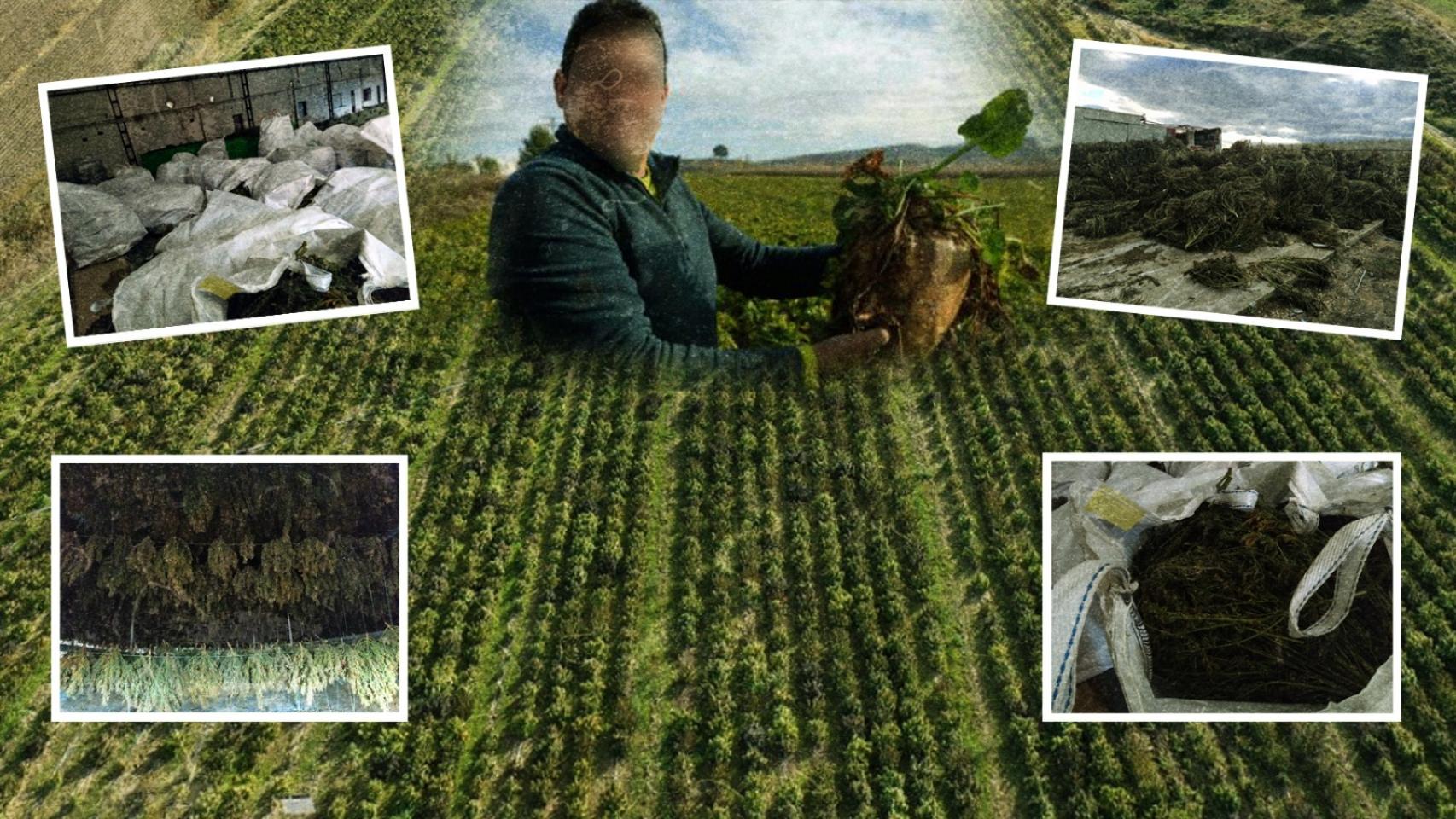 Los cultivos de los tres detenidos se extendían durante 67 hectáreas y más de 415.000 plantas.