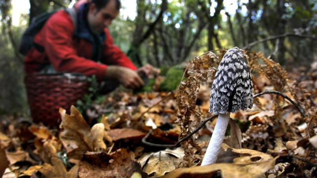 Fotografía: Archivo. Recogida de setas en un bosque de la comarca de Ciudad Rodrigo. Especie Coprinus Picaceus